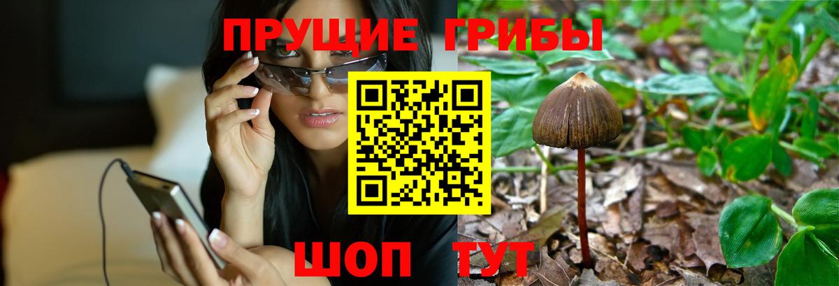 Псилоцибиновые грибы Psilocybe  Вход с VPN  как найти закладки  Мценск  Псилоцибиновые грибы GOLDEN TEACHER 